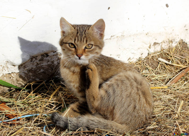Adelantar Brillante controlador Mi gato se rasca • Clinica veterinaria en Rocafort CENTERVET